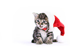 European Shorthair Kitten