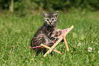 European Shorthair Kitten