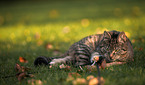European Shorthair Cat