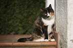 sitting European Shorthair Cat