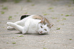 lying European Shorthair Cat
