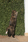 standing European Shorthair Cat