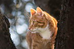 European Shorthair Portrait