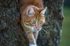 climbing European Shorthair