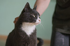 European Shorthair Portrait