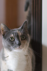 European Shorthair Portrait