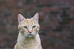 European Shorthair Portrait