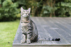 sitting European Shorthair
