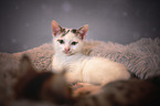 lying Kitten