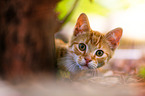 European Shorthair portrait