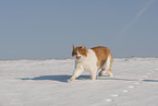 European Shorthair in winter