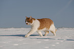 European Shorthair in winter