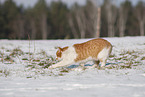 European Shorthair in winter