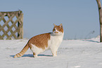 European Shorthair in winter