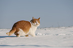 European Shorthair in winter