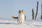 European Shorthair in winter