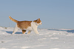 European Shorthair in winter