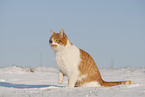 European Shorthair in winter