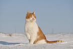 European Shorthair in winter