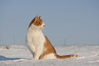 European Shorthair in winter