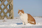 European Shorthair in winter