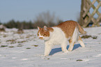 European Shorthair in winter