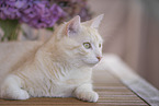 European Shorthair