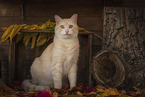 European Shorthair