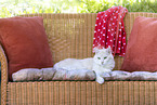 European Shorthair