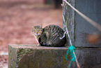 european shorthair cat