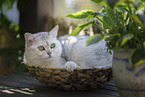 european shorthair cat