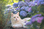 European Shorthair