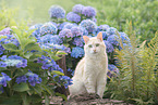 European Shorthair