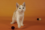 European Shorthair kitten
