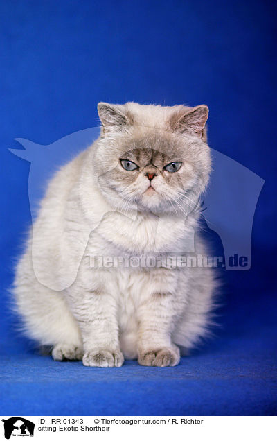 sitting Exotic-Shorthair / RR-01343