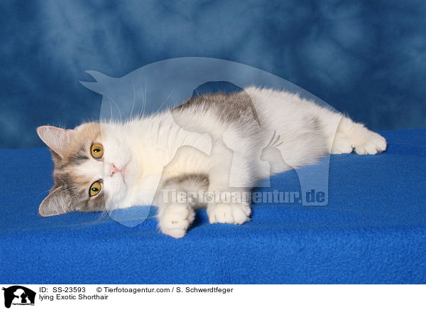 liegende Exotic Shorthair / lying Exotic Shorthair / SS-23593