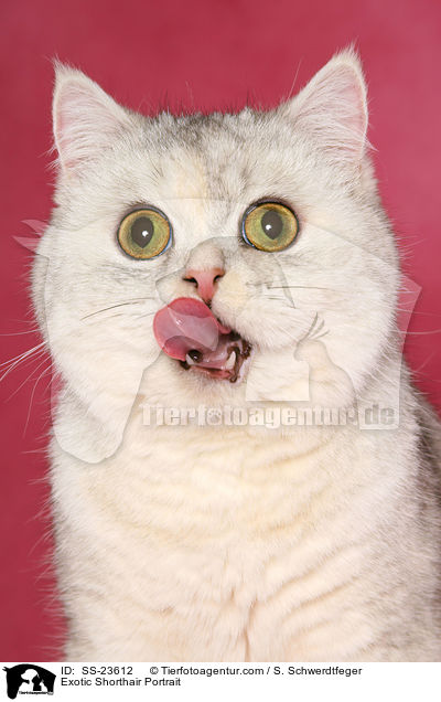 Exotic Shorthair Portrait / Exotic Shorthair Portrait / SS-23612