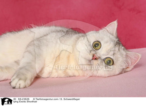 lying Exotic Shorthair / SS-23626