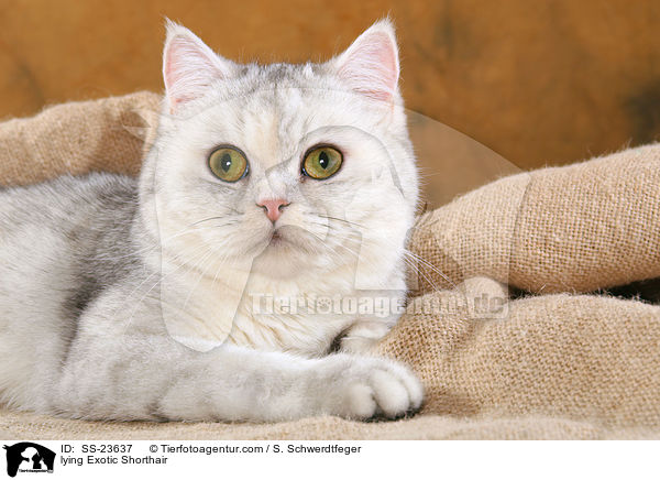 lying Exotic Shorthair / SS-23637