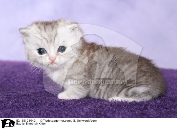 Exotic Shorthair Ktzchen / Exotic Shorthair Kitten / SS-23642