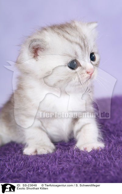 Exotic Shorthair Ktzchen / Exotic Shorthair Kitten / SS-23648