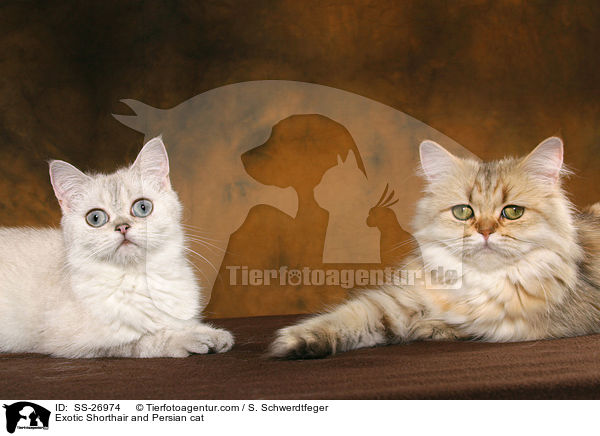 Exotic Shorthair and Persian cat / SS-26974