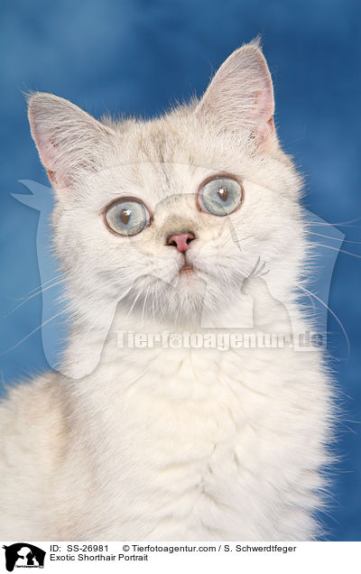 Exotic Shorthair Portrait / Exotic Shorthair Portrait / SS-26981