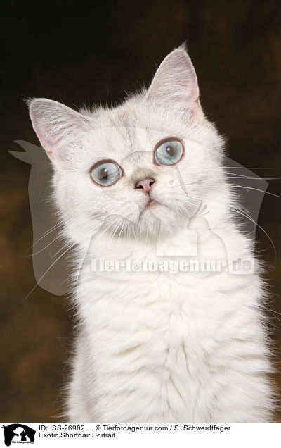 Exotic Shorthair Portrait / Exotic Shorthair Portrait / SS-26982