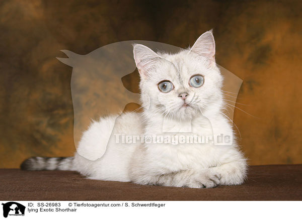 liegende Exotic Shorthair / lying Exotic Shorthair / SS-26983