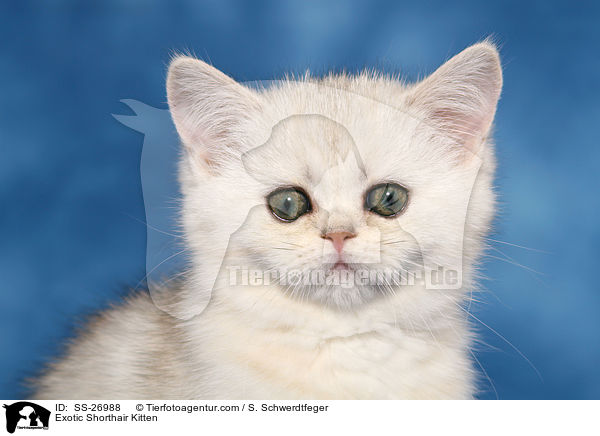 Exotic Shorthair Ktzchen / Exotic Shorthair Kitten / SS-26988