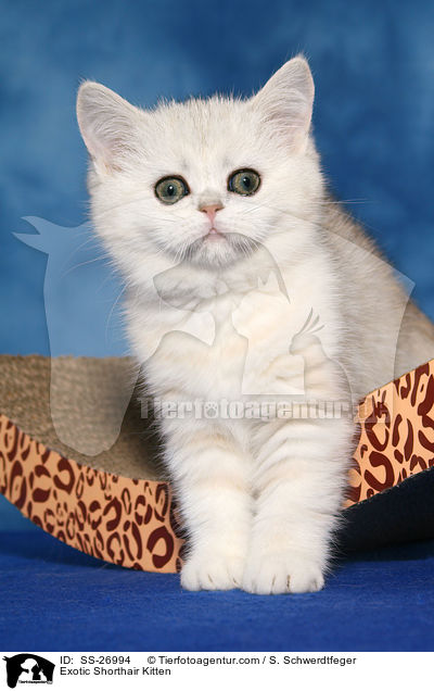 Exotic Shorthair Ktzchen / Exotic Shorthair Kitten / SS-26994