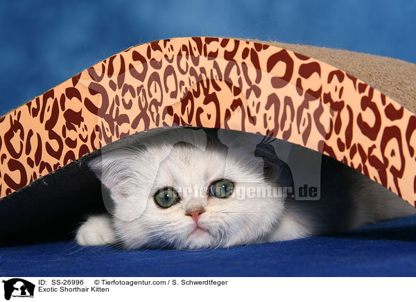 Exotic Shorthair Ktzchen / Exotic Shorthair Kitten / SS-26996