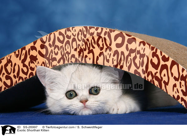 Exotic Shorthair Ktzchen / Exotic Shorthair Kitten / SS-26997