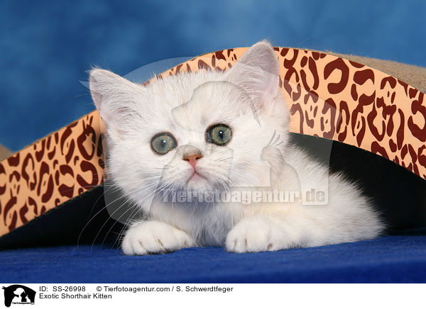 Exotic Shorthair Ktzchen / Exotic Shorthair Kitten / SS-26998